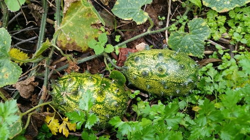 Horned Melon