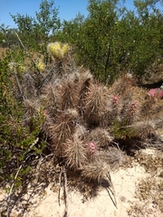 Grusonia kunzei