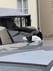 Corvus cornix