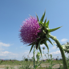 Silybum marianum