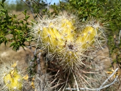 Grusonia kunzei