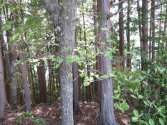 Alniaria alnifolia