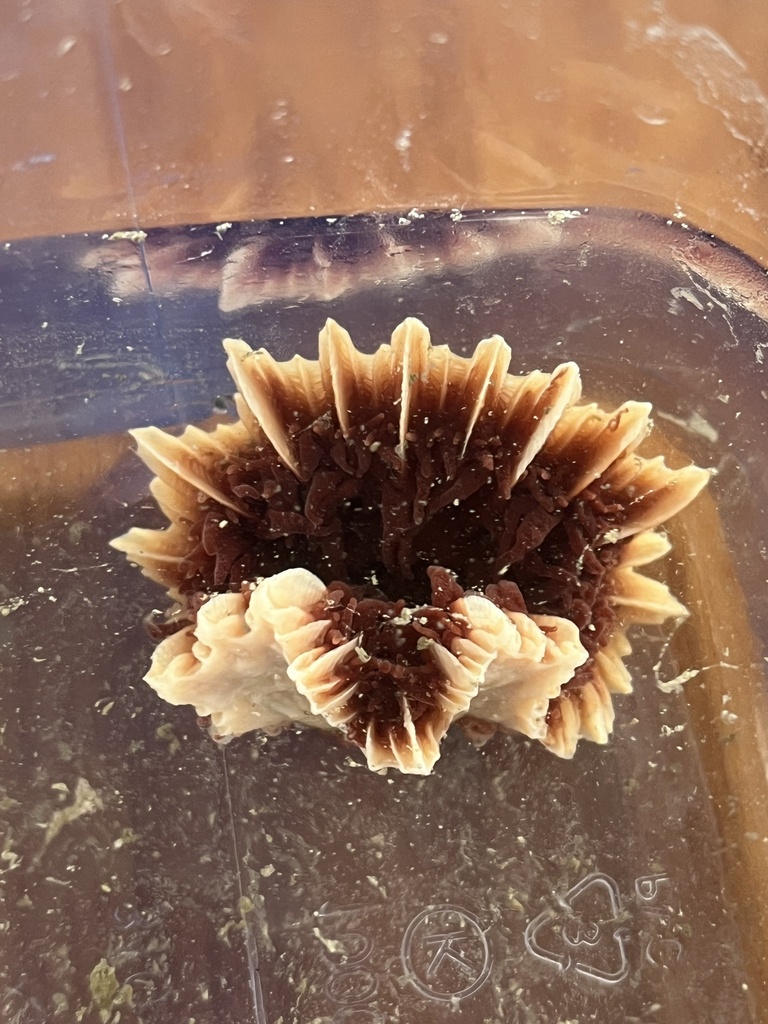 ivory stony coral