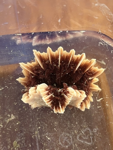 ivory stony coral