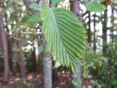 Alniaria alnifolia