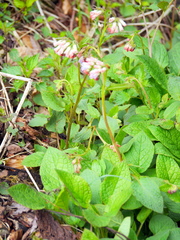 Symphytum grandiflorum