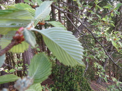 Alniaria alnifolia