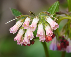 Symphytum grandiflorum