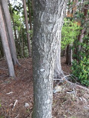 Alniaria alnifolia