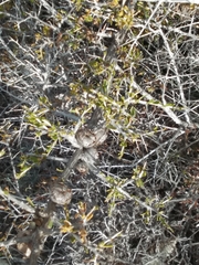 Leptospermum spinescens