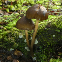 Entoloma procerum