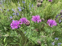 Centaurea scabiosa alpestris