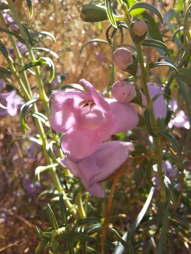 Agalinis meyeniana (Agalinis meyeniana)