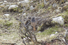 Phoenicurus frontalis