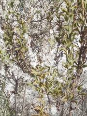 Jacksonia floribunda