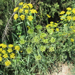 Leiotulus aureus