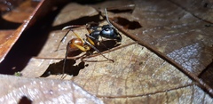 Dinomyrmex gigas borneensis
