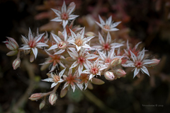 Sedum hispanicum