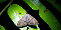 Mecodina lanceola