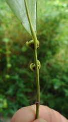 Chaetocarpus myrsinites
