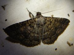 Eudesmeola lawsoni