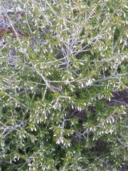 Styphelia conostephioides