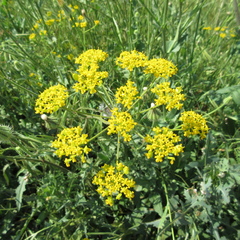 Leiotulus aureus