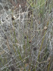 Mesomelaena pseudostygia