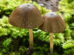 Entoloma persimile