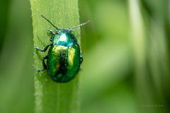 Chrysolina herbacea