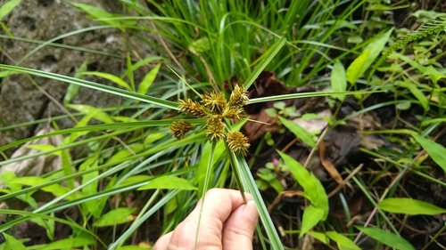 Cyperus cyperinus iNat (2)