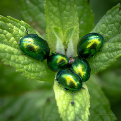 Chrysolina herbacea