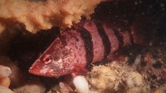 Hypoplectrodes nigroruber