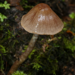 Cortinarius suecicolor