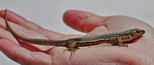Alpine Rock Lizard
