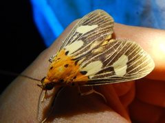 Asota australis