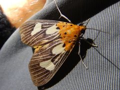 Asota australis