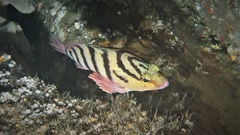 Hypoplectrodes annulatus