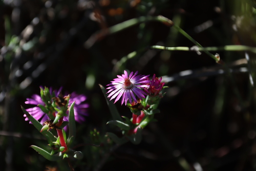 Image of Lampranthus spiniformis by (c) Tony Rebelo, some rights reserved (CC BY-SA)
