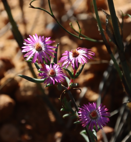 Image of Lampranthus spiniformis by (c) Tony Rebelo, some rights reserved (CC BY-SA)
