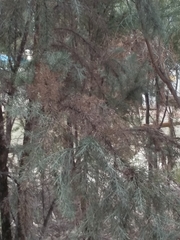 Jacksonia furcellata