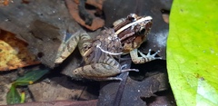 Limnonectes palavanensis