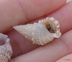 Clibanarius tricolor