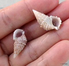 Cerithium litteratum