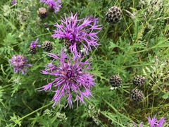 Centaurea scabiosa alpestris