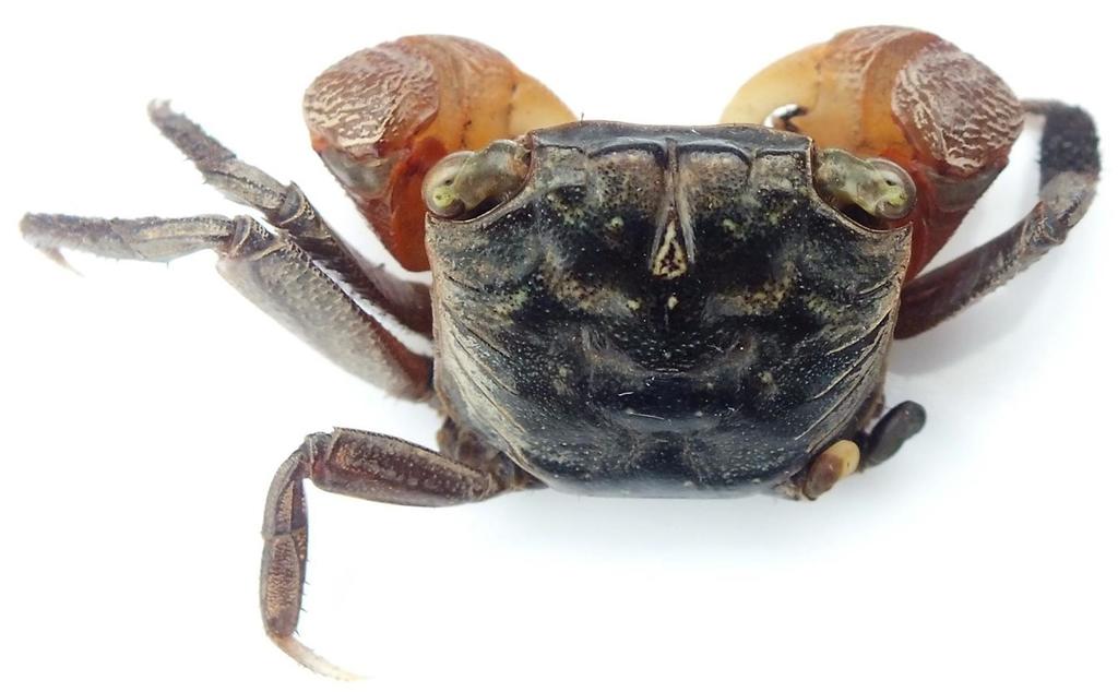 Cristarma eulimene