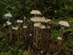 Laccaria masoniae