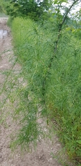 Asparagus verticillatus