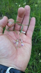 Pediomelum linearifolium