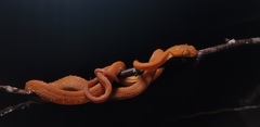 Boiga nigriceps